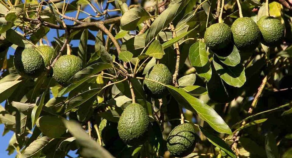 Fresh avocados on the tree