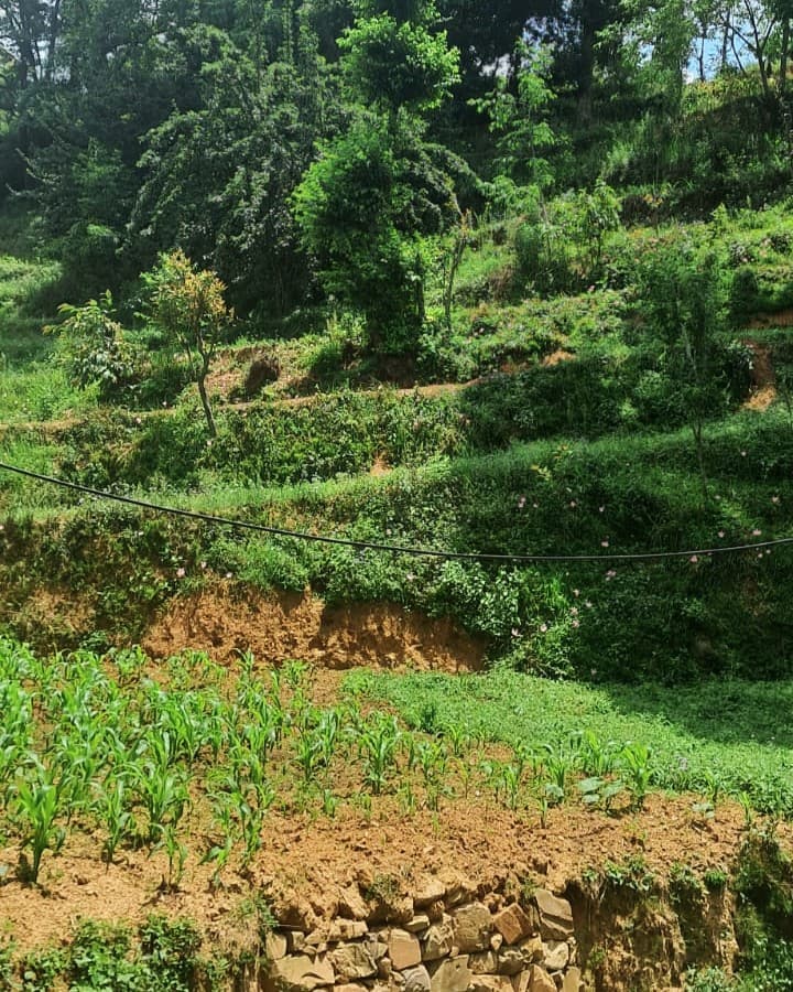 Lush green agricultural field