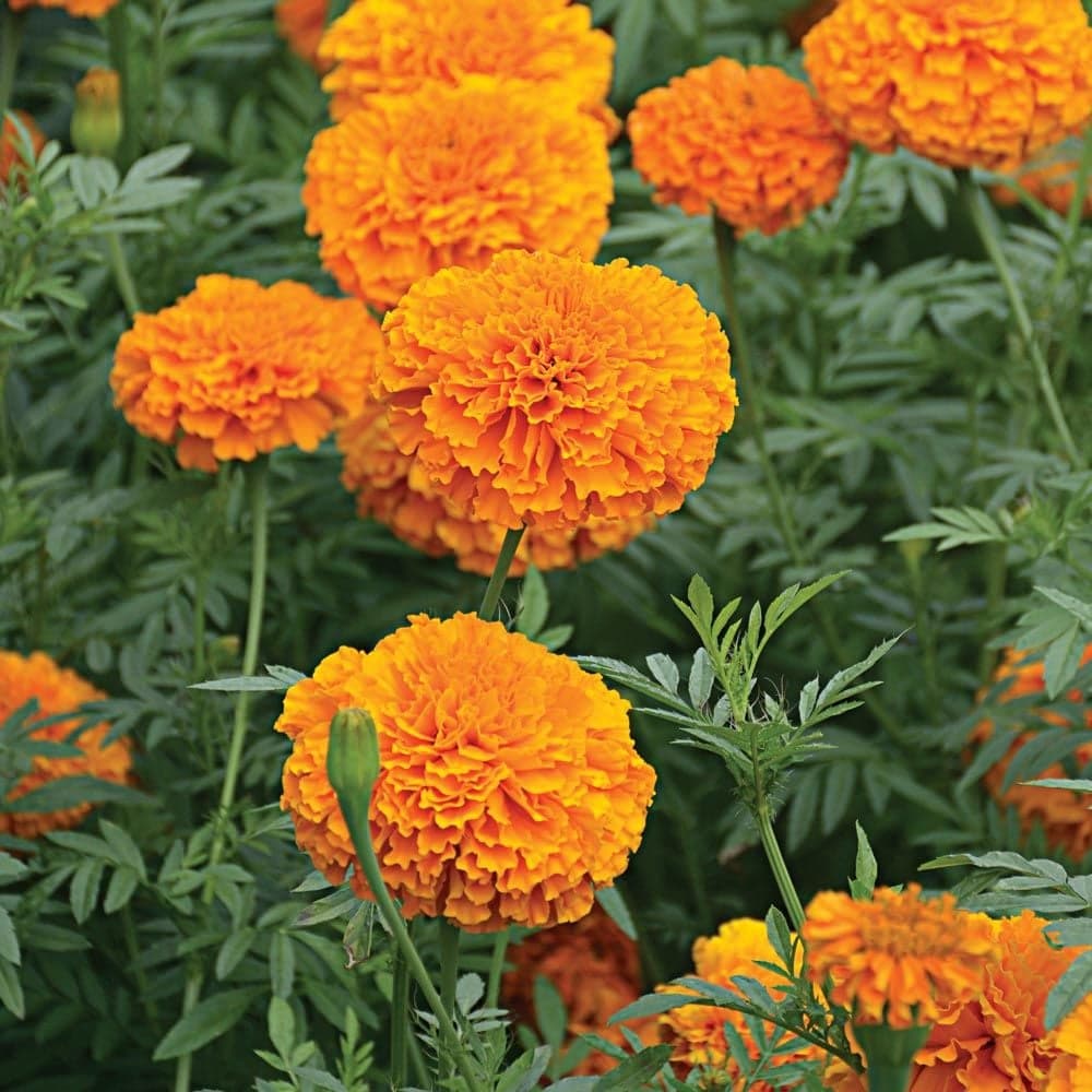 Marigold flowers in the field