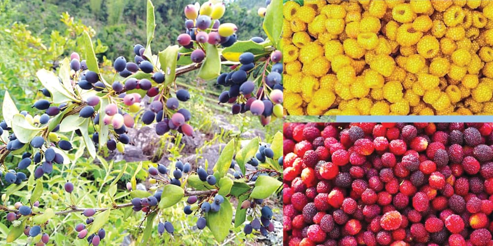 A colorful arrangement of seasonal organic fruits and vegetables