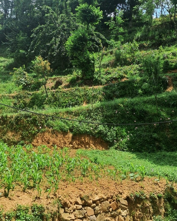 Lush green agricultural field