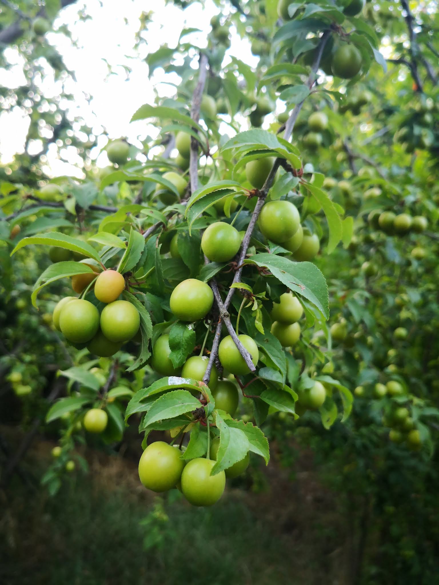 Lapsi fruit