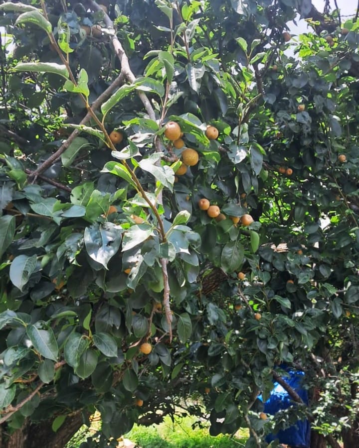 Ripe peaches on the tree