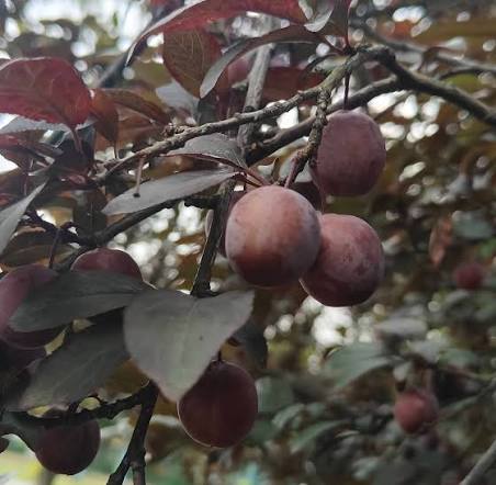 Plums on the tree